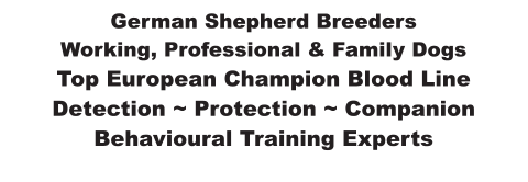 German Shepherd Breeders Working, Professional & Family Dogs Top European Champion Blood Line  Detection ~ Protection ~ Companion Behavioural Training Experts